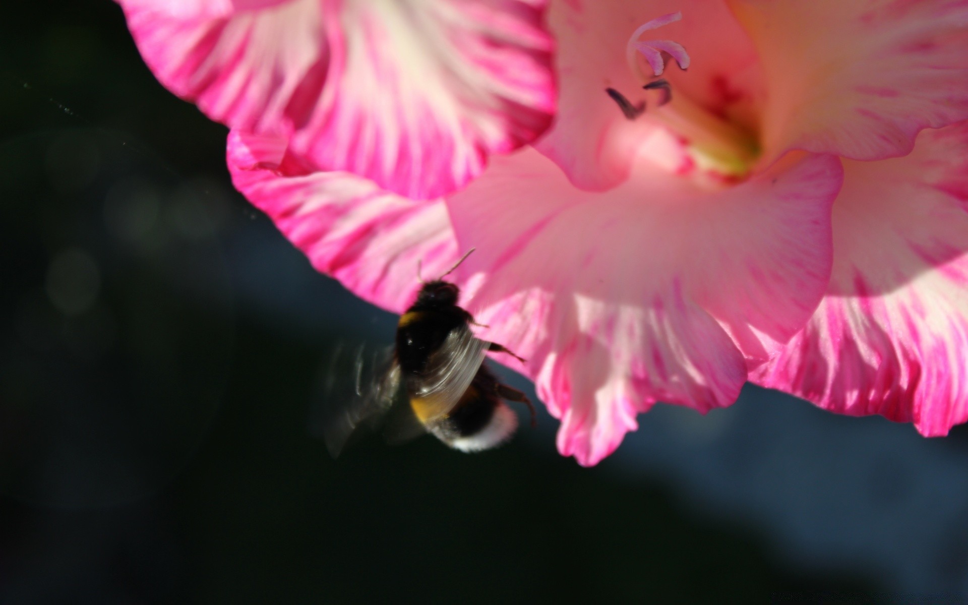 insectes fleur nature été jardin flore pétale feuille amour belle couleur bluming rose pollen à l extérieur