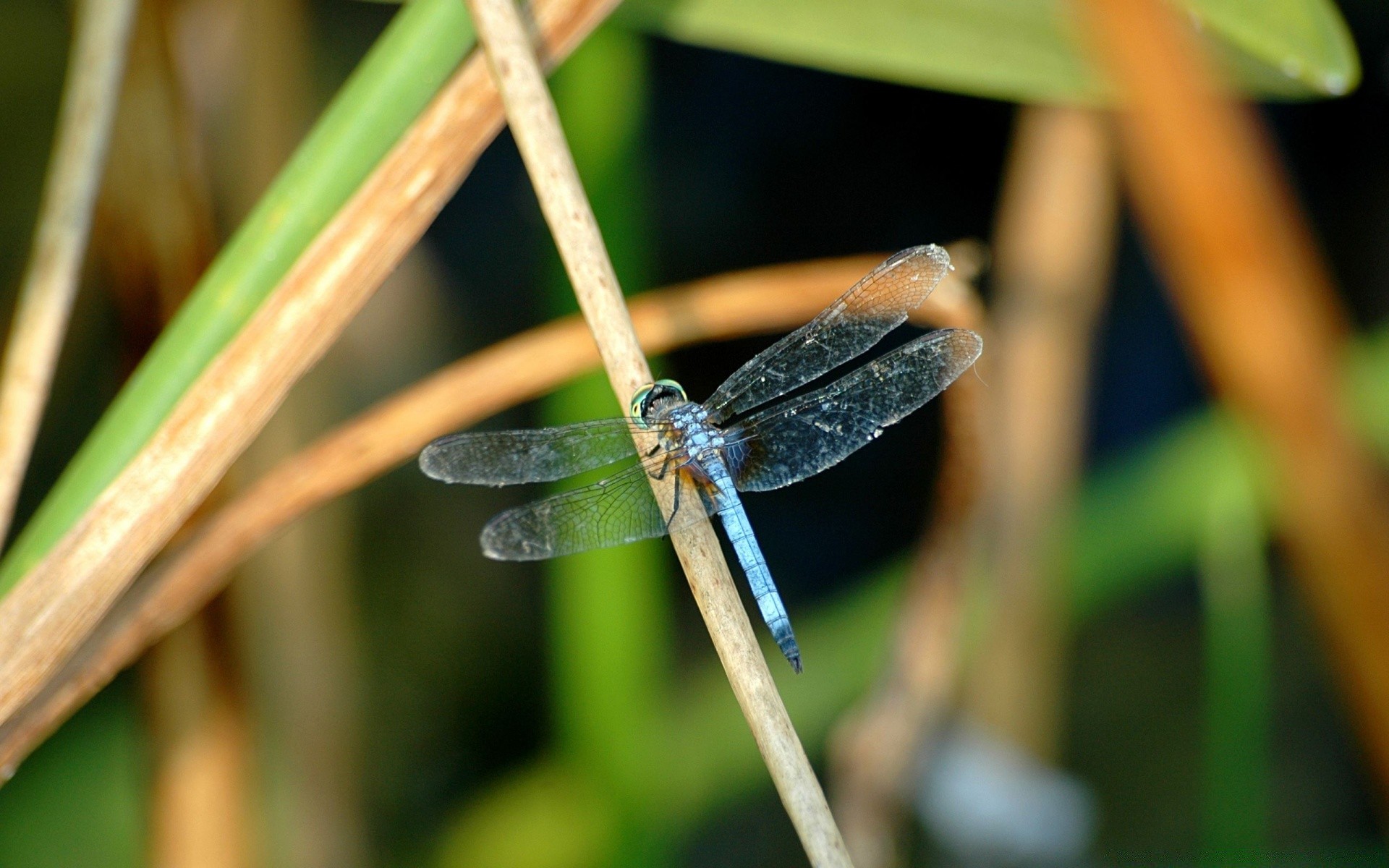 insetti natura fauna selvatica insetto all aperto animale foglia estate sfocatura