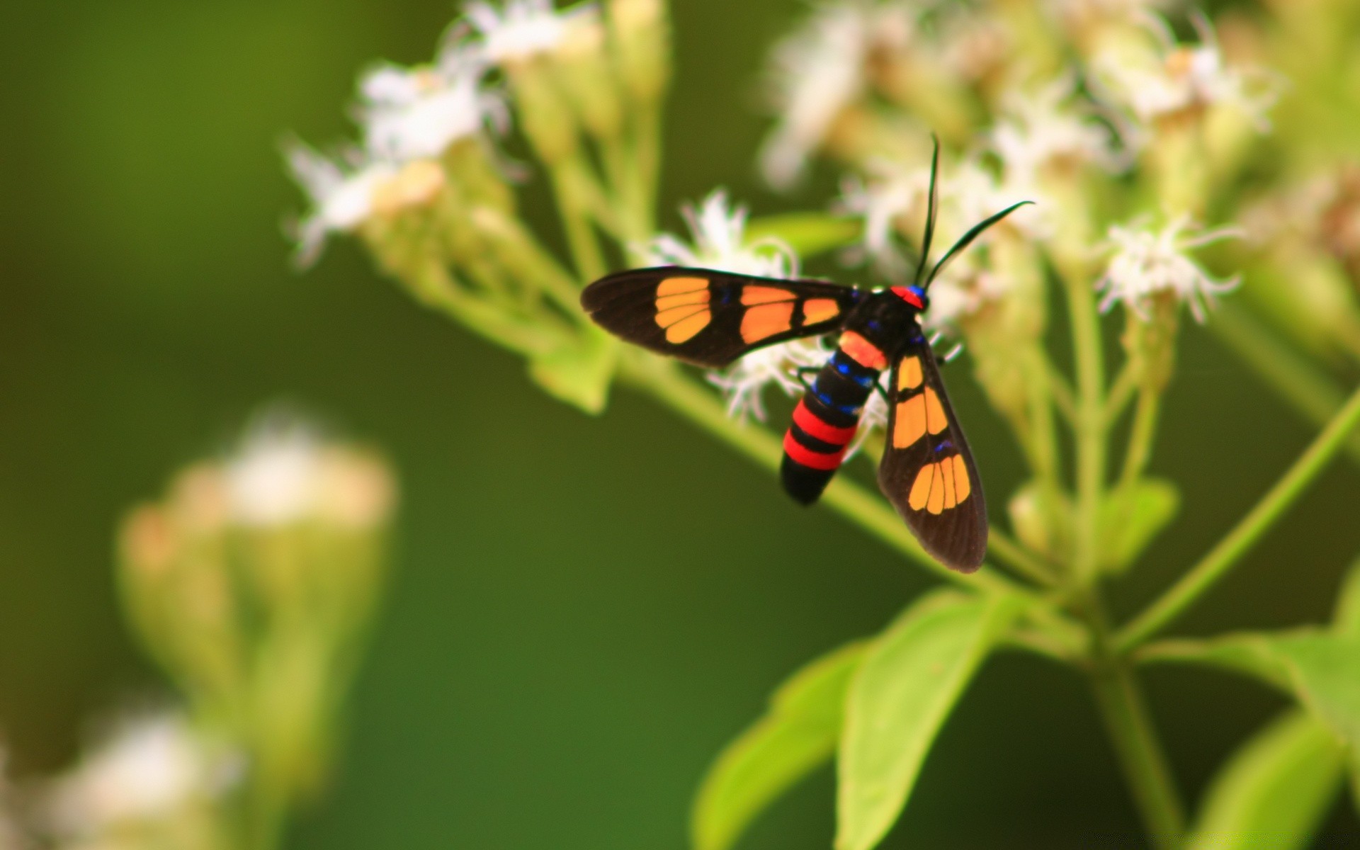 insects butterfly insect nature outdoors summer moth wildlife leaf invertebrate flower lepidoptera wing bright wild garden delicate biology little antenna