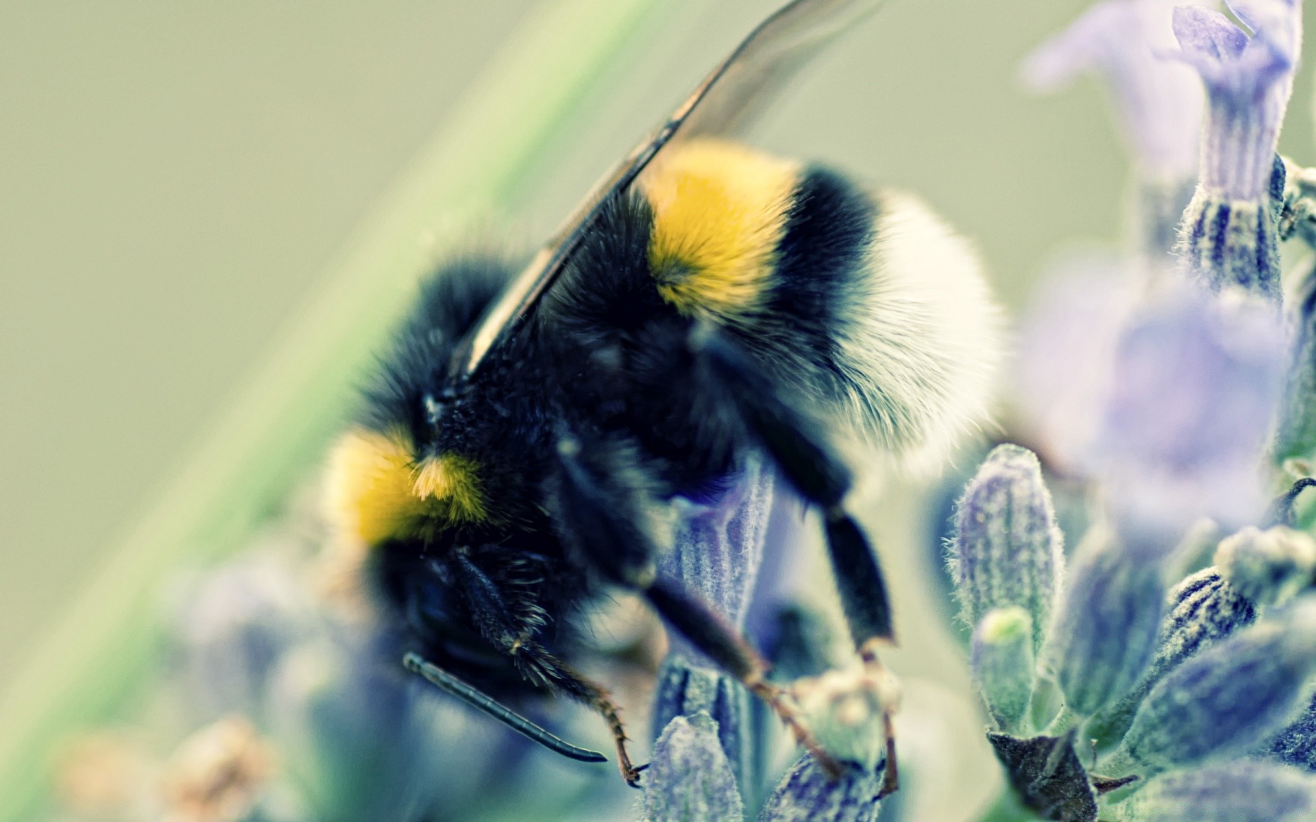 Bumblebee And Lavender Android Wallpapers