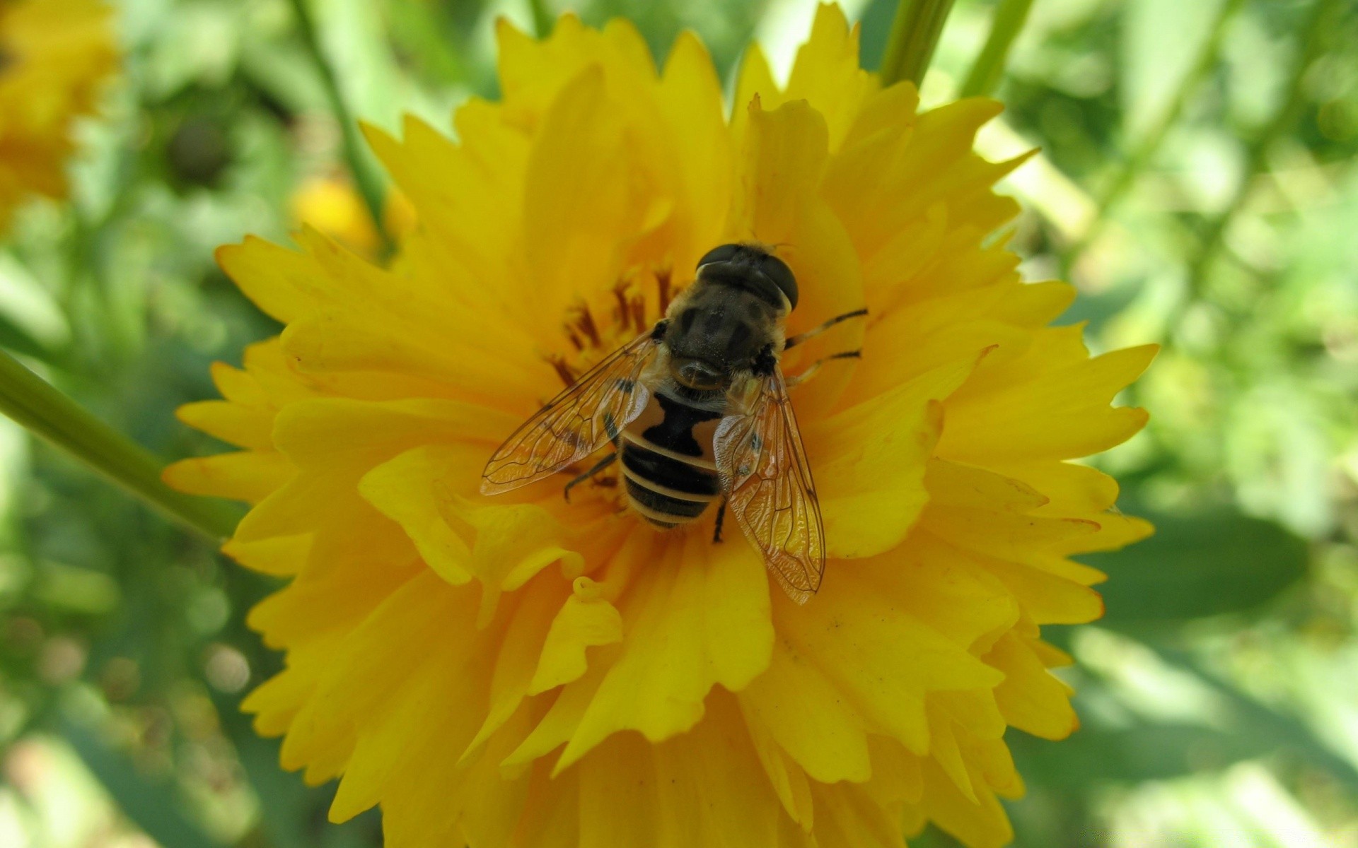 insekten natur blume sommer blatt flora im freien garten hell pollen schließen insekt gutes wetter farbe