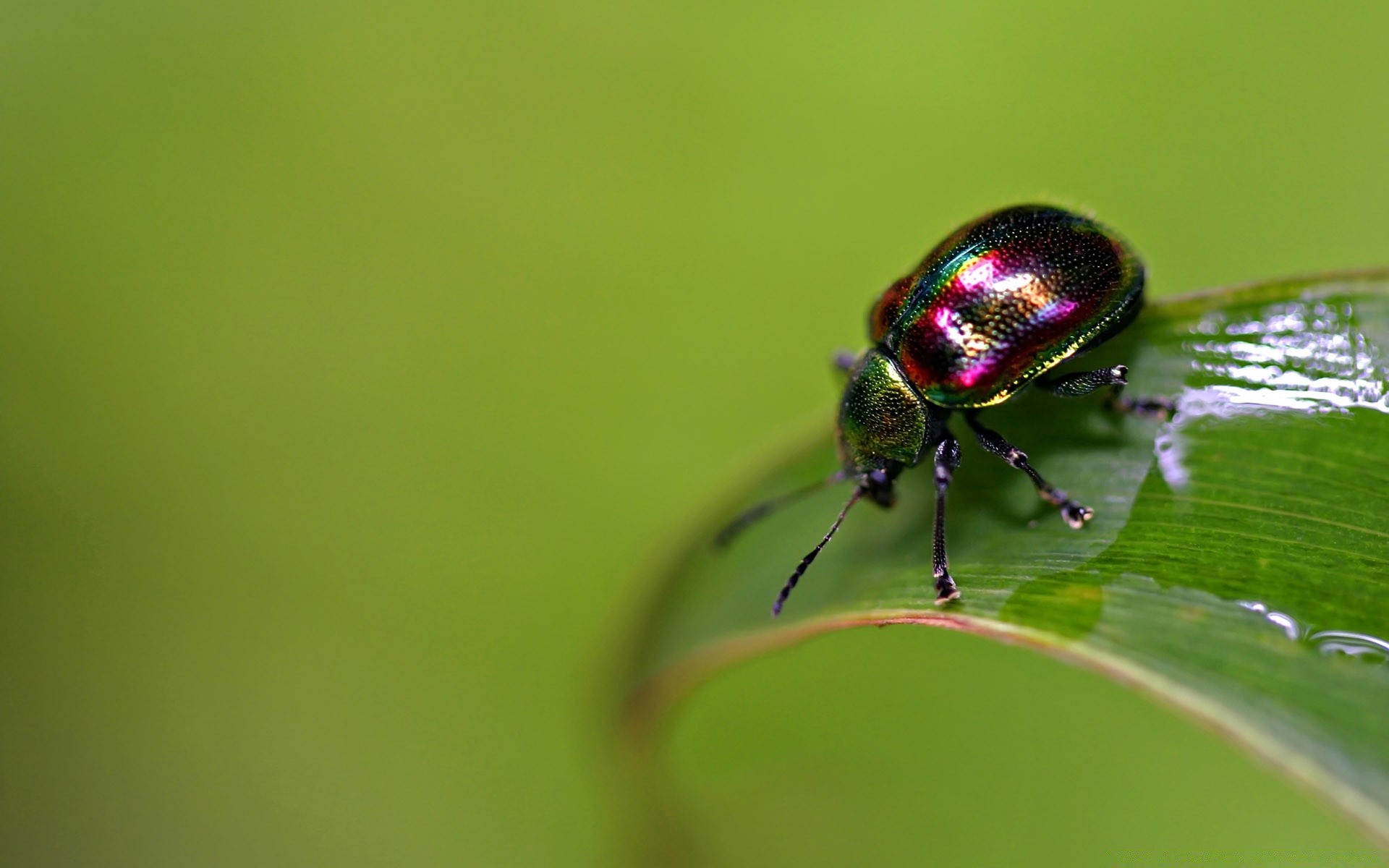 insekten natur insekt blatt käfer tierwelt wenig im freien regen tau wirbellose sommer