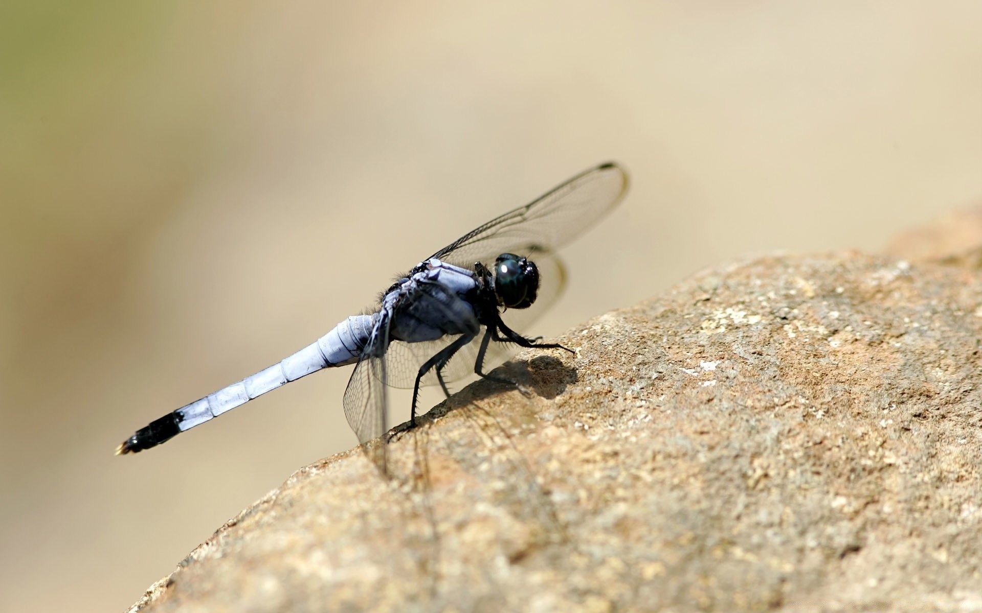 insetos natureza vida selvagem inseto ao ar livre pequeno libélula animal