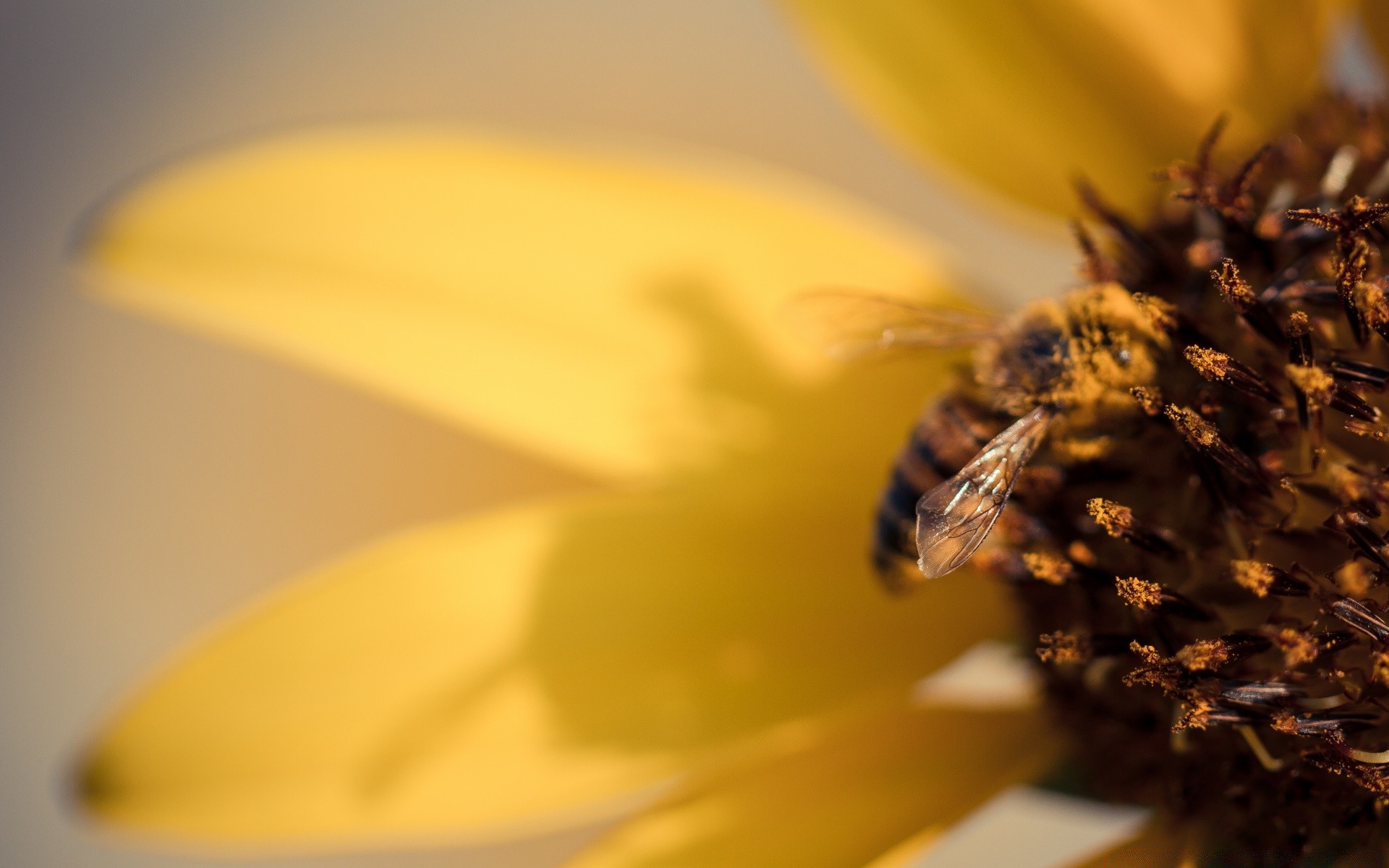 insects blur nature insect flower bee honey outdoors summer still life