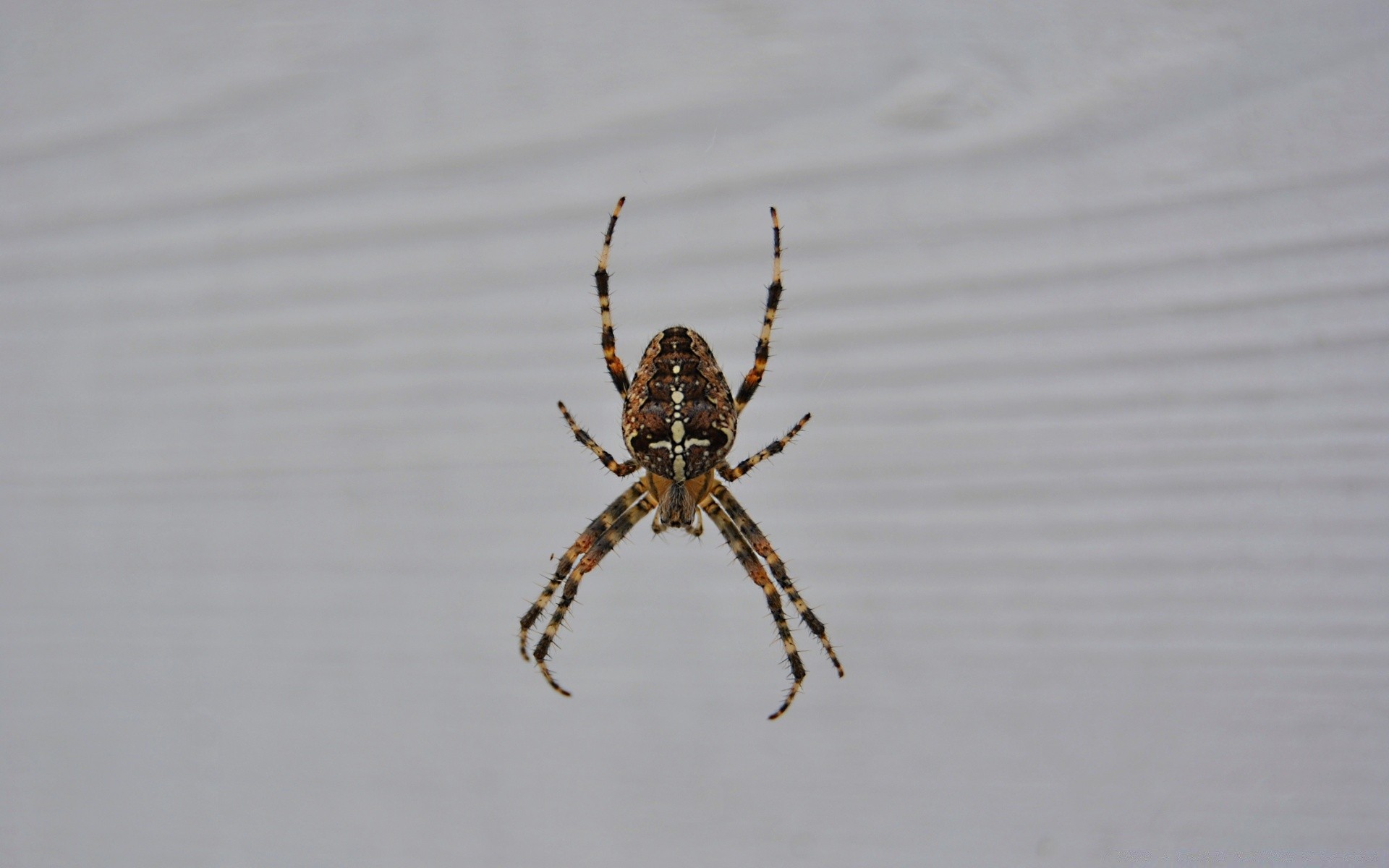 insetti ragno insetto aracnide fauna selvatica invertebrati natura all aperto animale ragnatela acqua