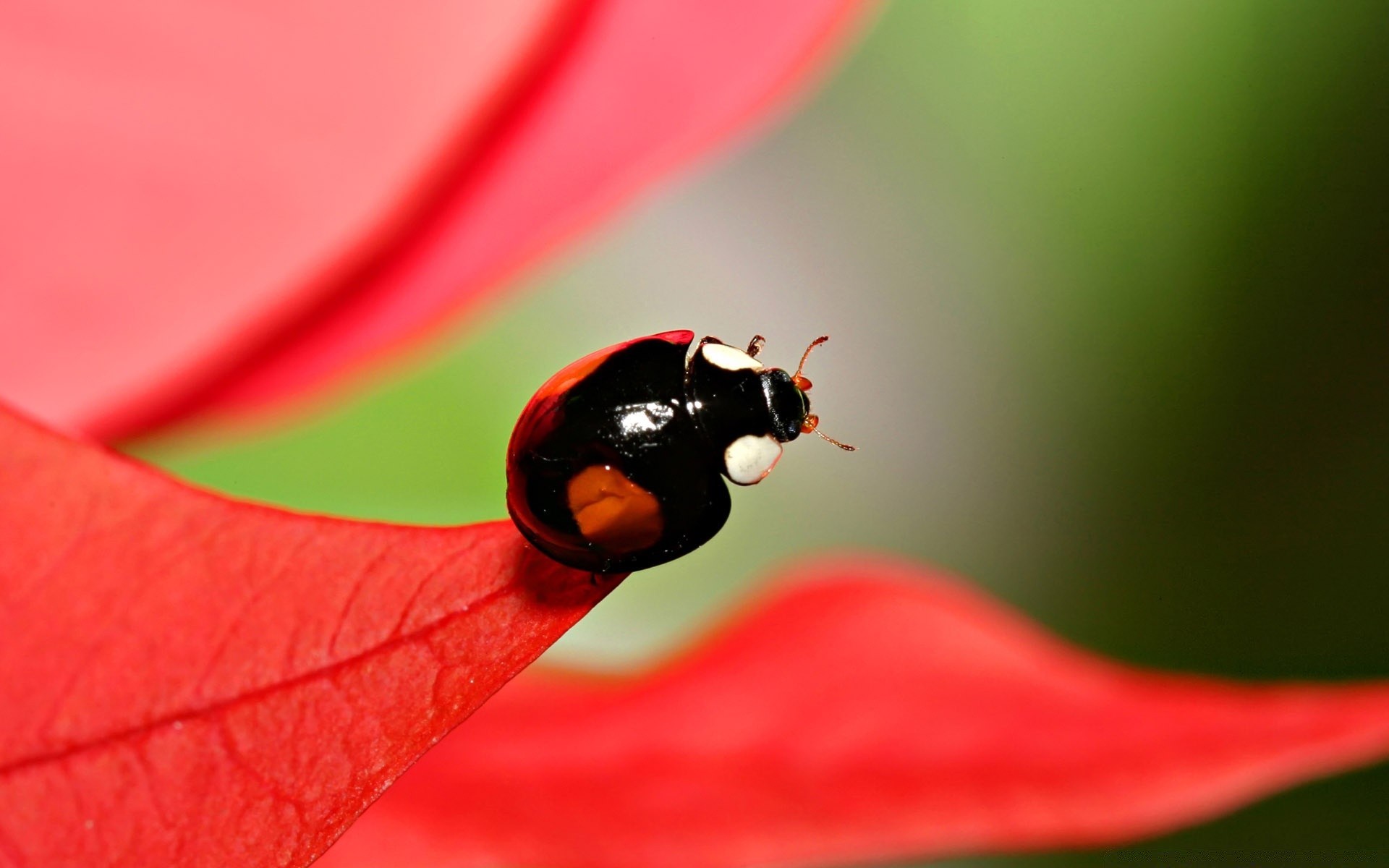 insectes nature coccinelle feuille insecte pluie coléoptère été à l extérieur flore lumineux fleur minuscule jardin couleur