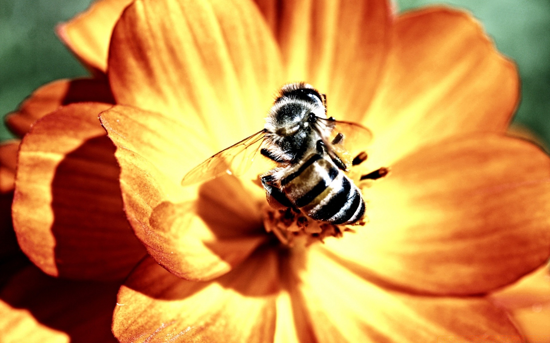 insects nature flower pollen summer bee