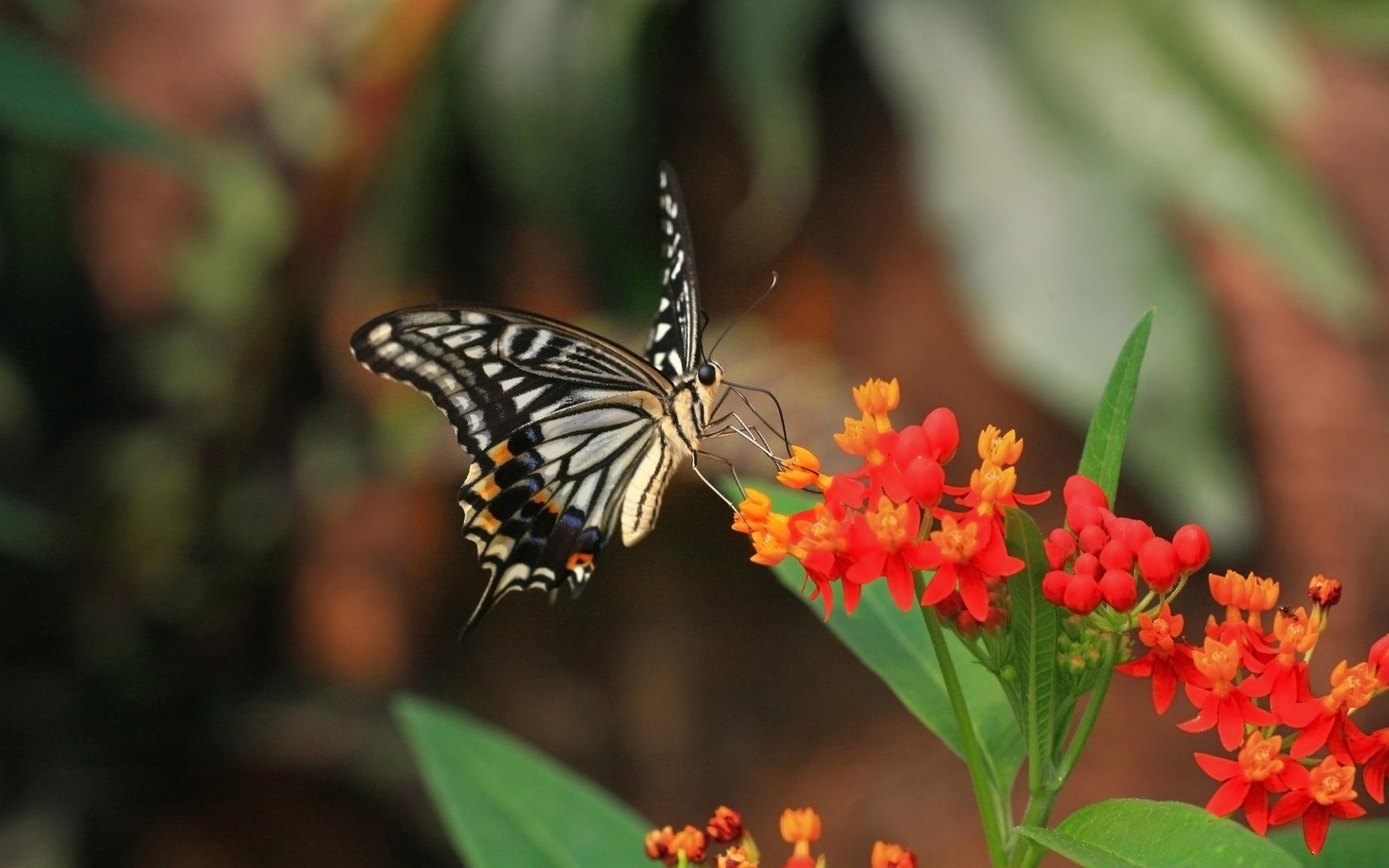 motyl owad natura kwiat na zewnątrz lato liść ogród flora monarcha delikatny bezkręgowce przyroda żywy