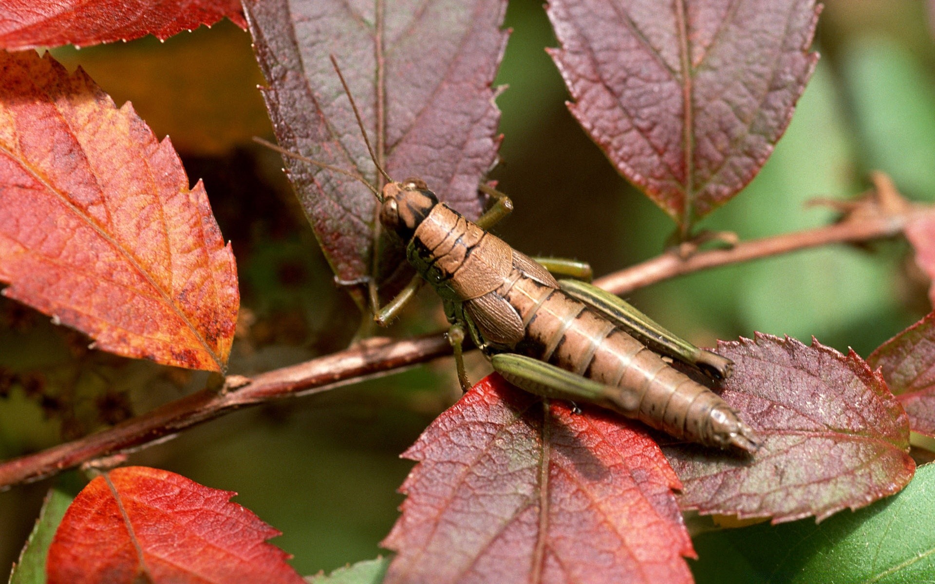 insects leaf nature fall flora tree season close-up outdoors color garden desktop bright branch park change close environment maple summer