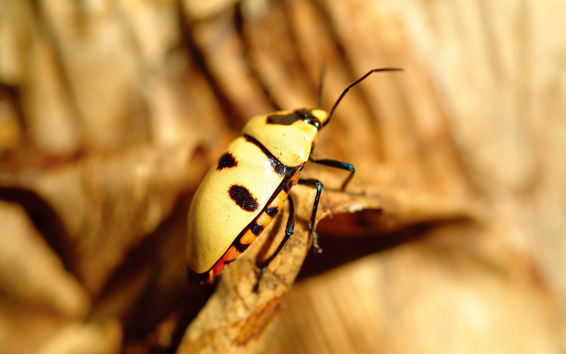 insekten insekt wirbellose käfer tierwelt natur tier biologie ein im freien unschärfe