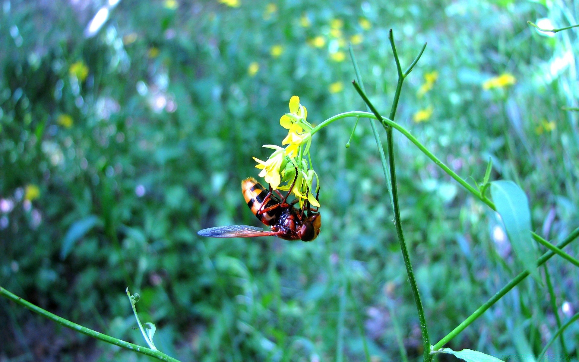 insectes nature insecte été flore à l extérieur feuille herbe sauvage jardin fleur peu abeille gros plan environnement croissance