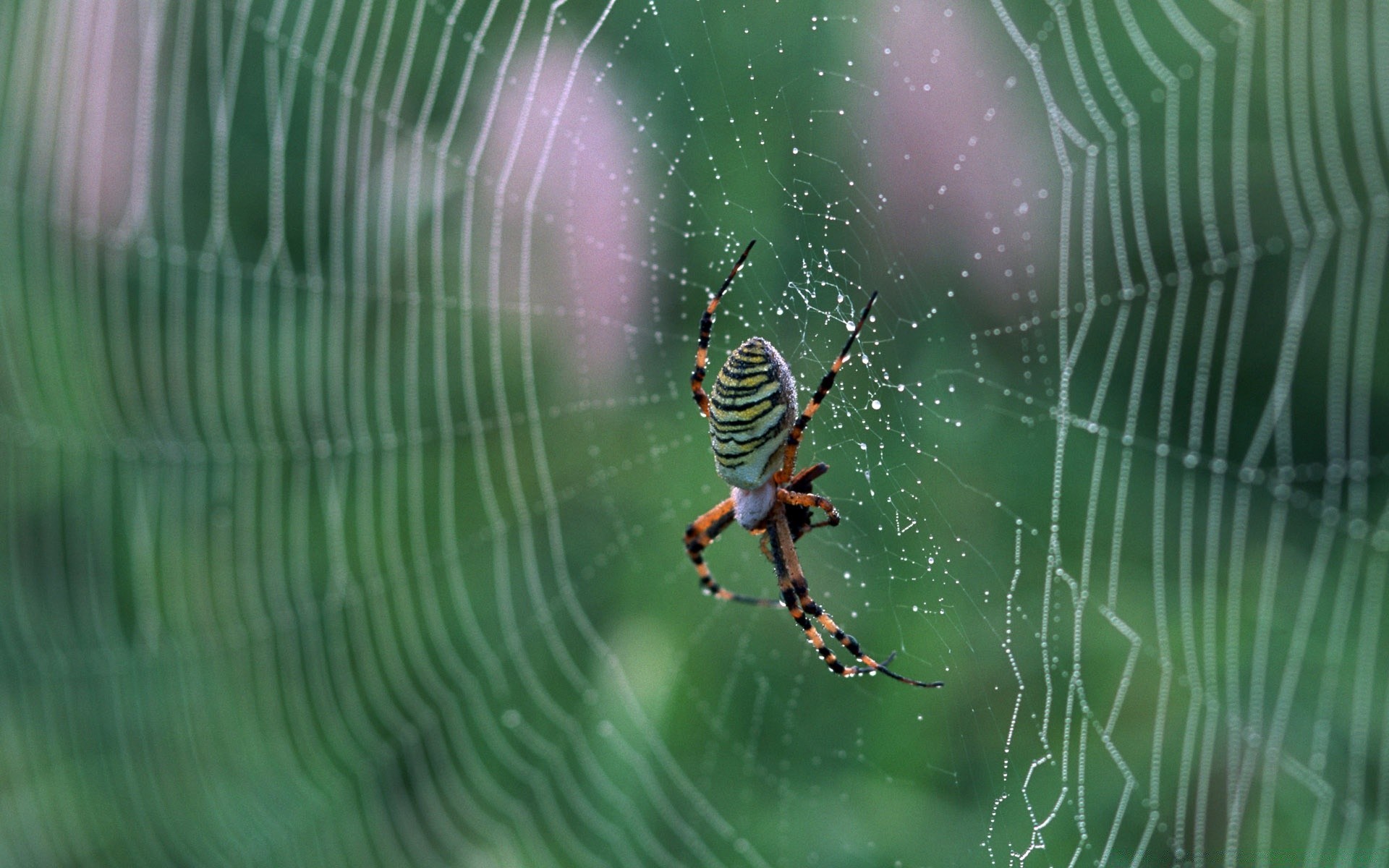 insetos aranha teias de aranha aracnídeo armadilha web teias de aranha inseto natureza assustador medo área de trabalho orvalho fio fobia perigo invertebrados vida selvagem assustador