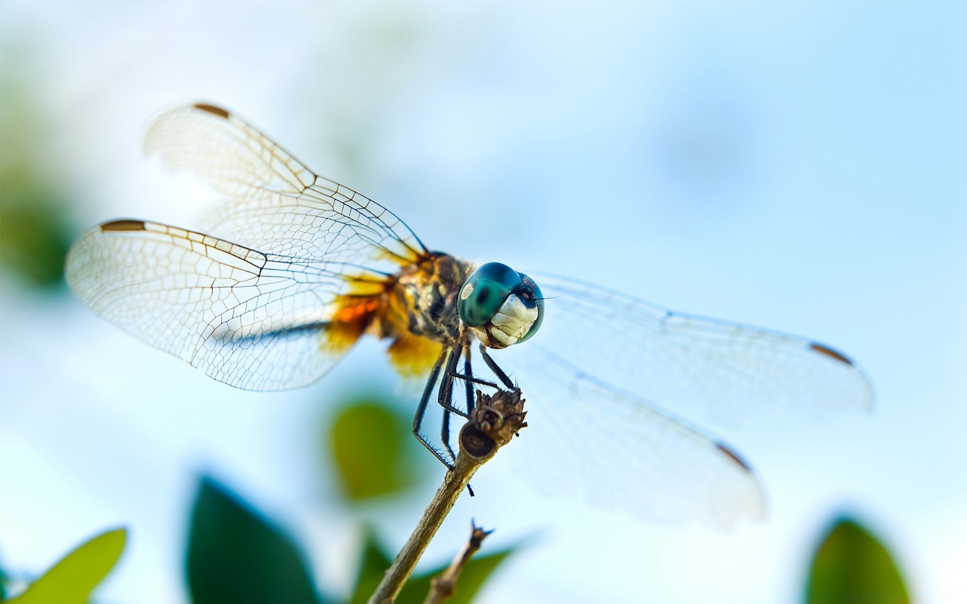 insetos inseto libélula natureza voar verão asa vida selvagem animal ao ar livre folha close-up