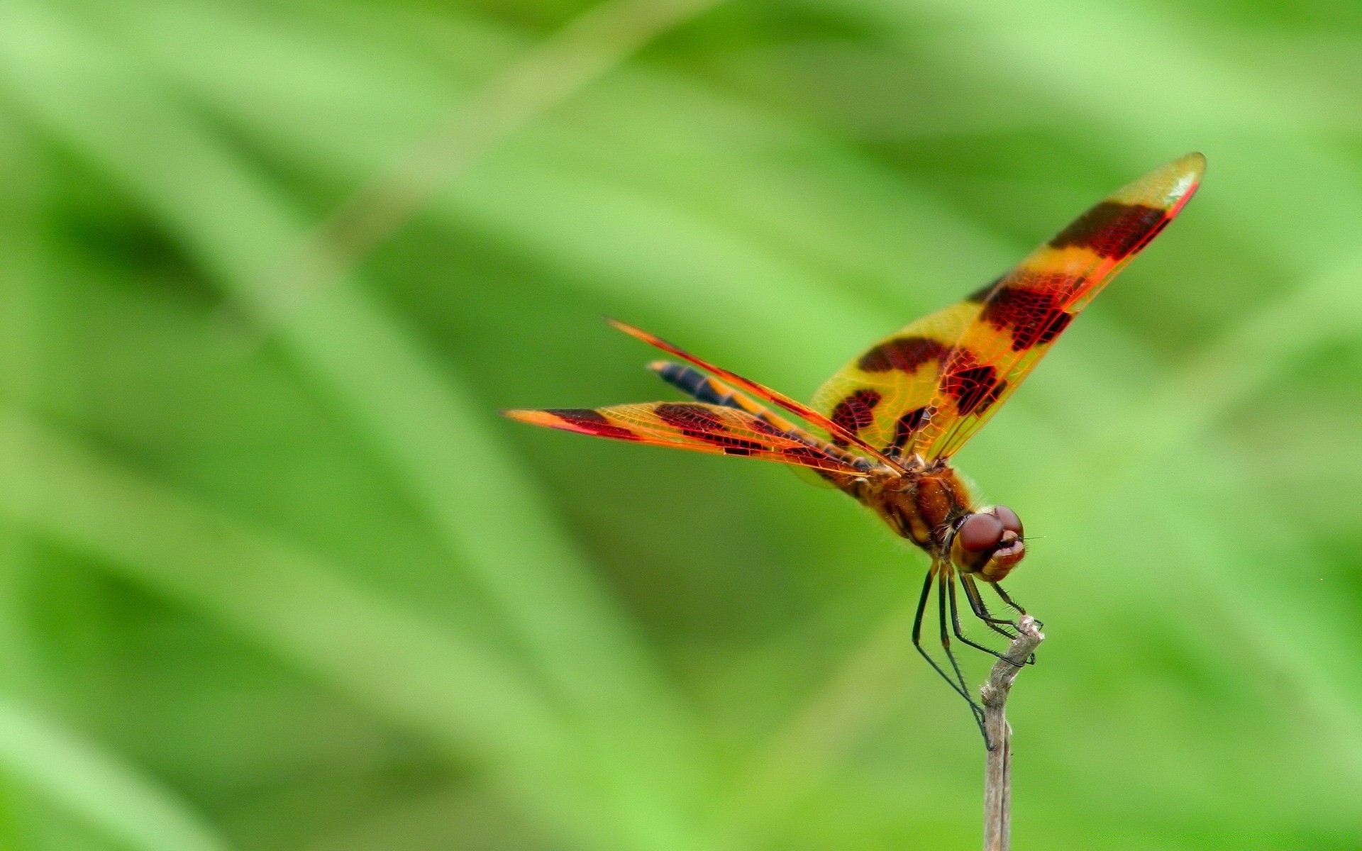 farfalla insetto natura fauna selvatica animale foglia estate volare giardino esterno ala flora colore erba piccolo selvaggio invertebrato ambiente