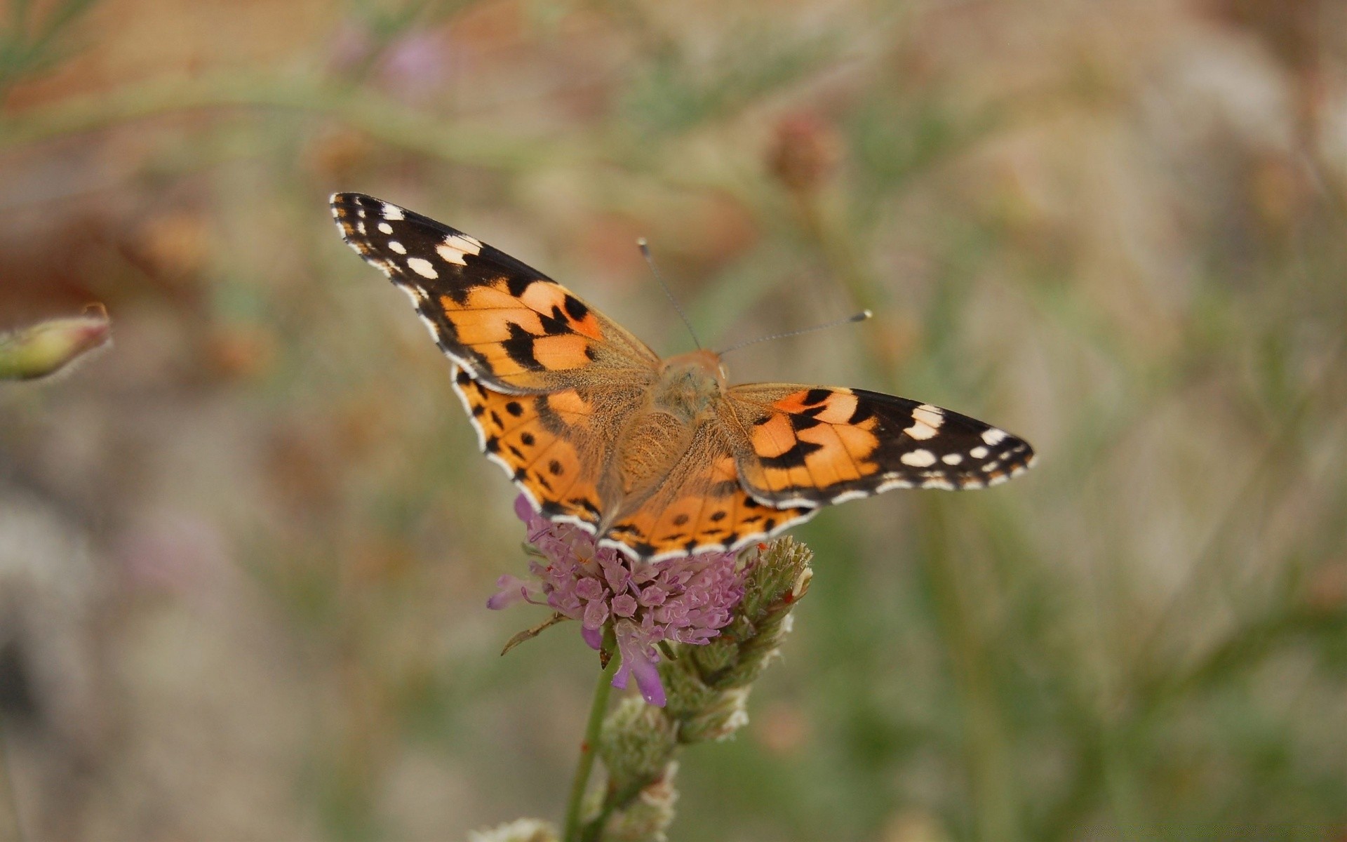 papillon nature insecte la faune à l extérieur animal invertébré aile fleur été sauvage couleur jardin belle flore gros plan lumineux délicat