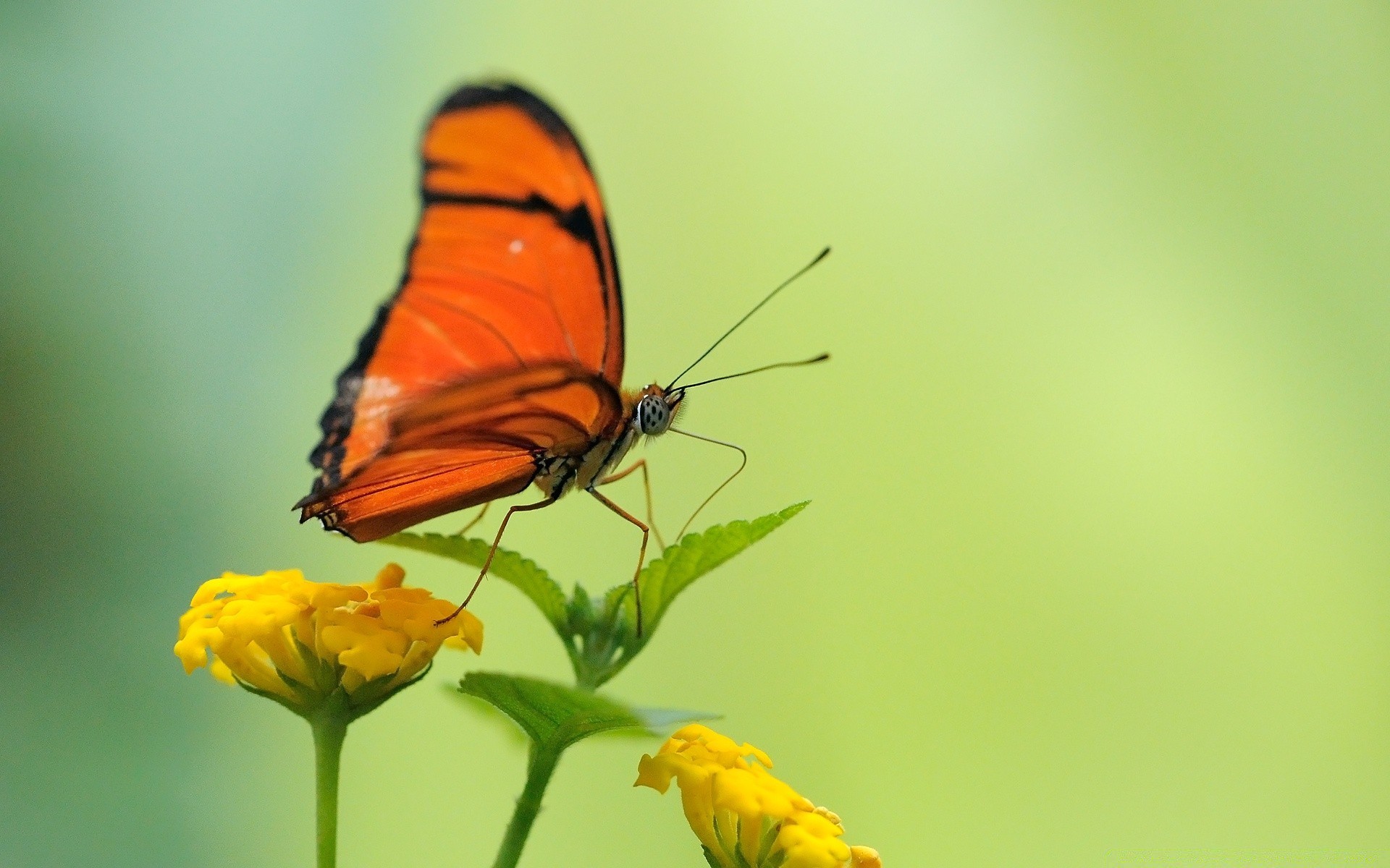 insetti farfalla insetto natura estate invertebrati all aperto fauna selvatica fiore biologia antenna foglia