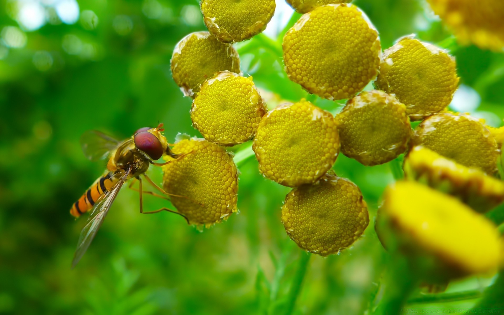 insetos natureza comida flora folha close - up abelha verão jardim inseto cor frutas selvagem ao ar livre pequeno saudável flor árvore desktop ambiente