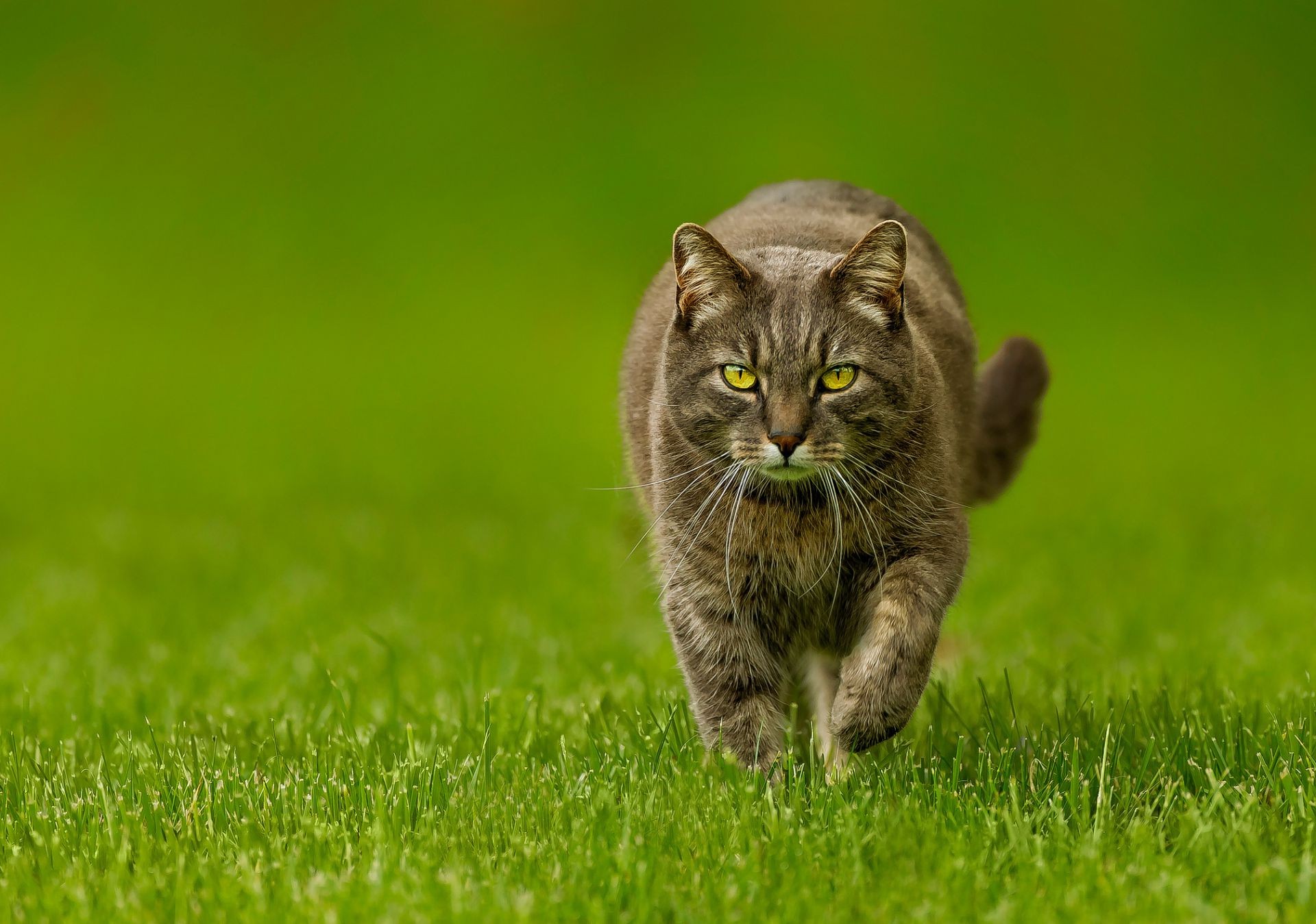 gatos hierba animal naturaleza gato lindo campo heno pequeño ojo gatito pelaje retrato joven mamífero