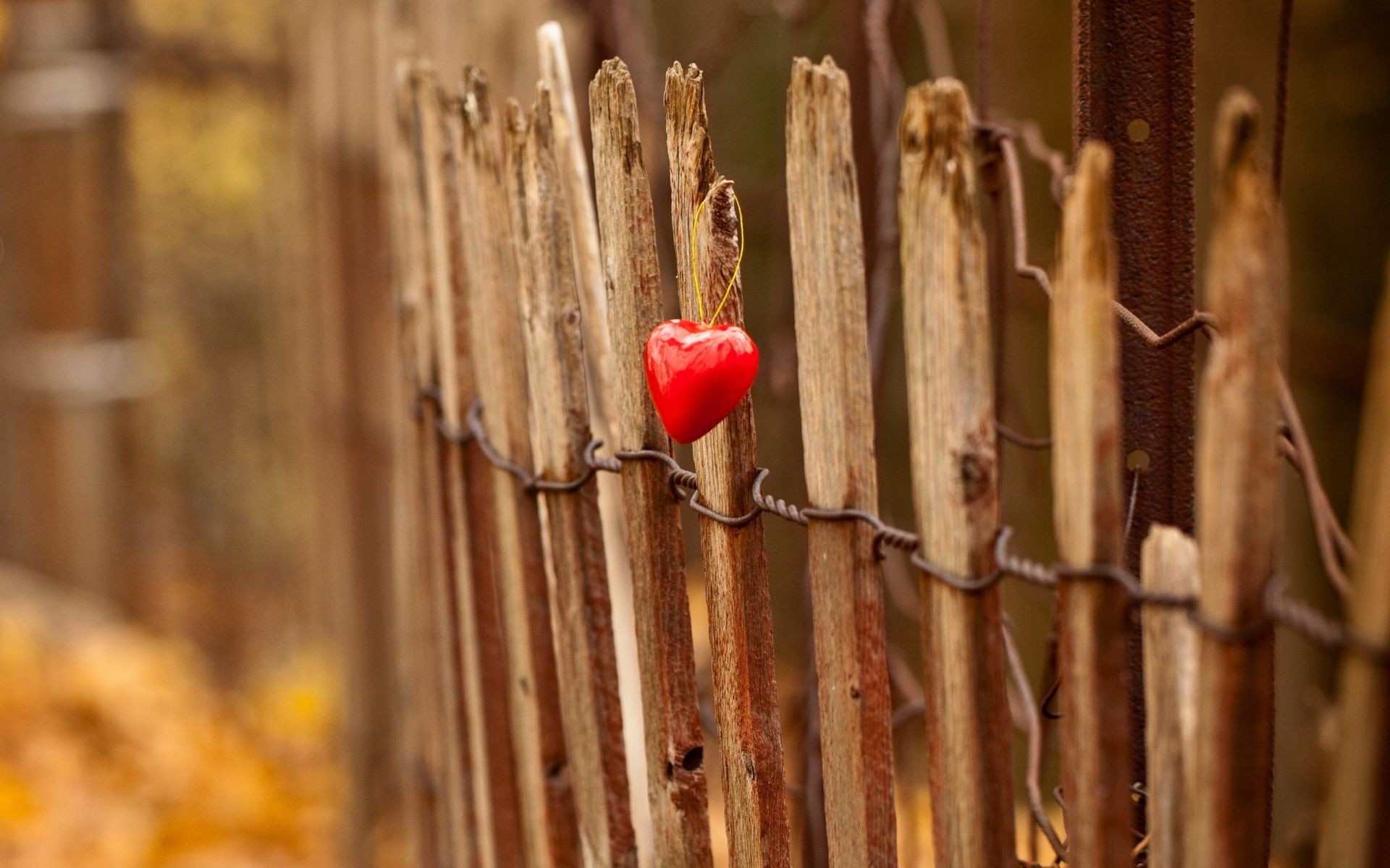 creative wood fence nature