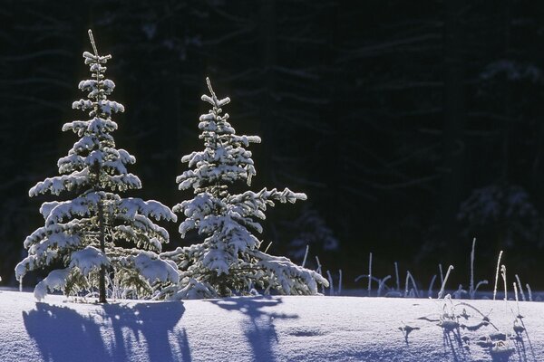 圣诞树在雪地上投下阴影
