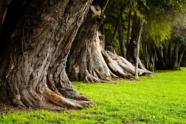 Alberi secolari erba verde