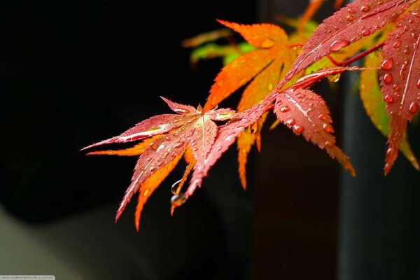 Colorful autumn leaves in the rain