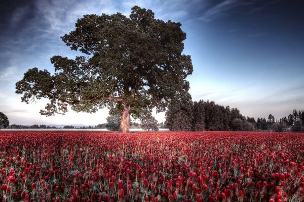 Landscape field of tulip flowers