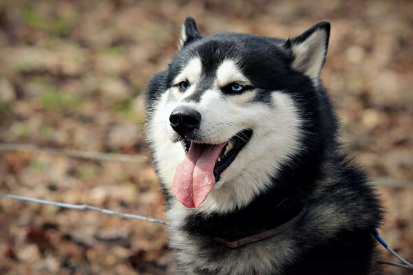 Beau chien avec la langue pointue