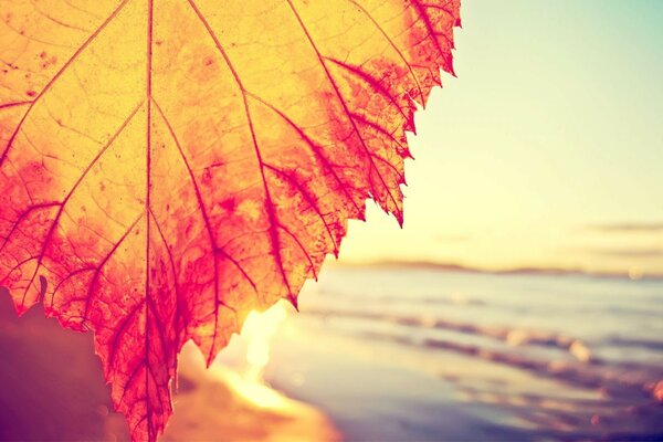 Autumn leaf on the background of the sea