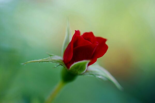 THE ROSE BLOOMS ON A SUMMER MORNING