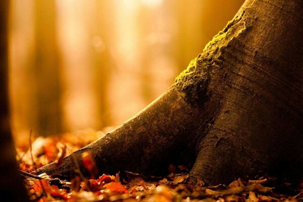 秋天森林里的树干