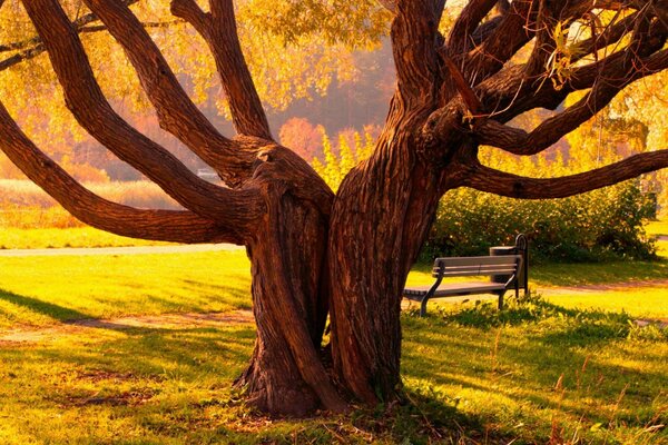 Ein bunt verteilter Baum auf einer Wiese