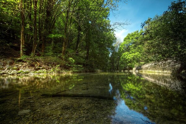 Ein transparenter Bach mitten im Wald