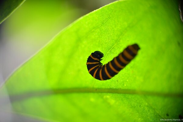 A striped caterpillar sits on a leaf