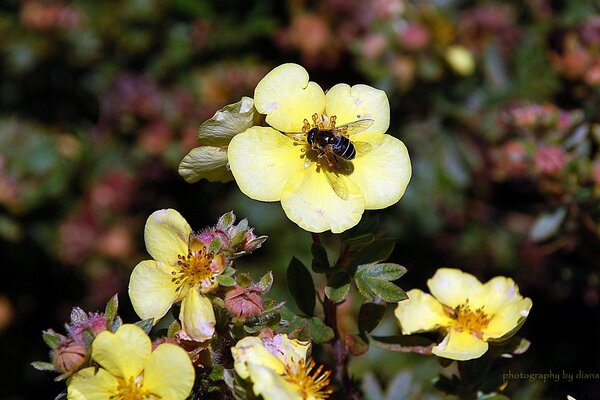 Una abeja extrae miel de una flor