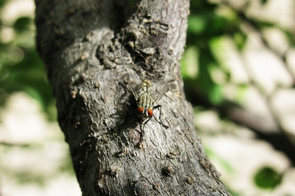 Mosca en el árbol en verano