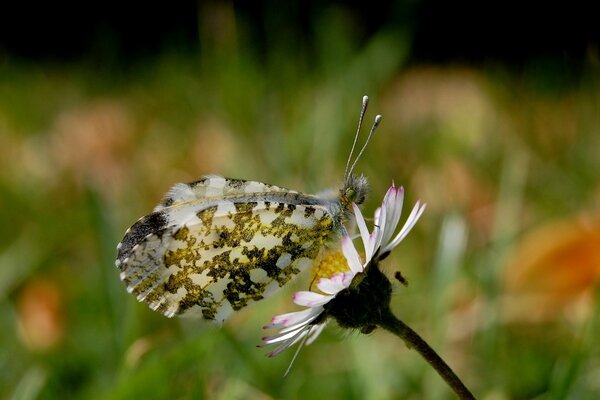 A multicolored butterfly sits on a white flower