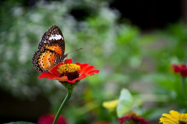 Beautiful butterfly on a red flower close-up