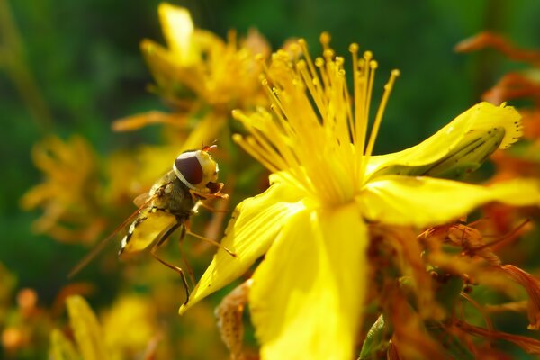 Abeille assise sur une fleur