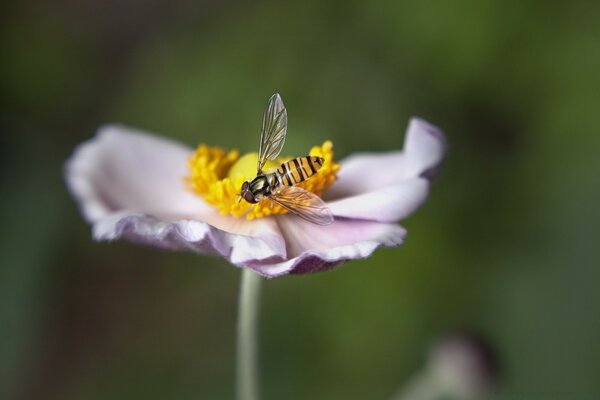 Mosca a strisce su un fiore grande