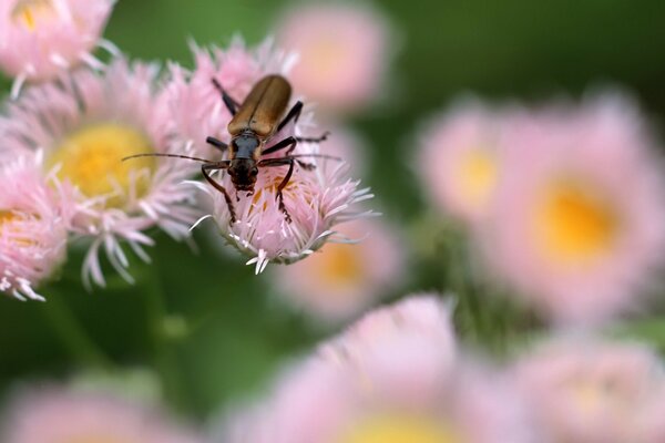 A brown insect on a pink flower