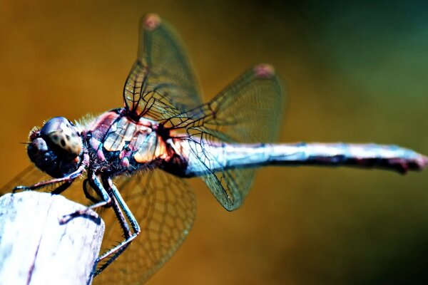 A dragonfly sits on a stick