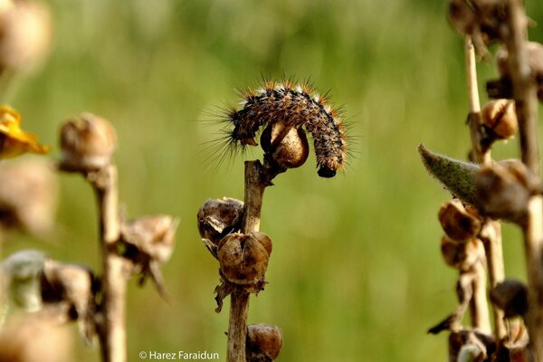 Il bruco cerca di mimetizzarsi sul fiore