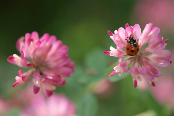 Mariquita en una flor de trébol rosa