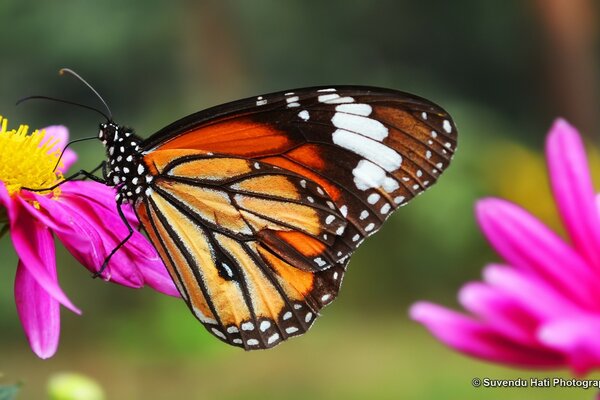 Papillon tacheté sur une fleur rose