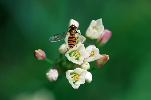 A bee sat on a flower under the rays of the sun