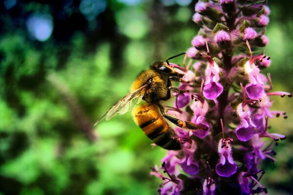 A bee on a flower collects pollen