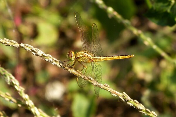 Dragonfly sitting on a branch