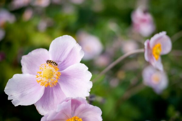 Hoverfly en una flor rosa