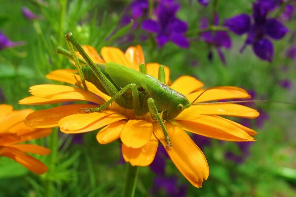 Um gafanhoto em uma flor brilhante. Natureza maravilhosa